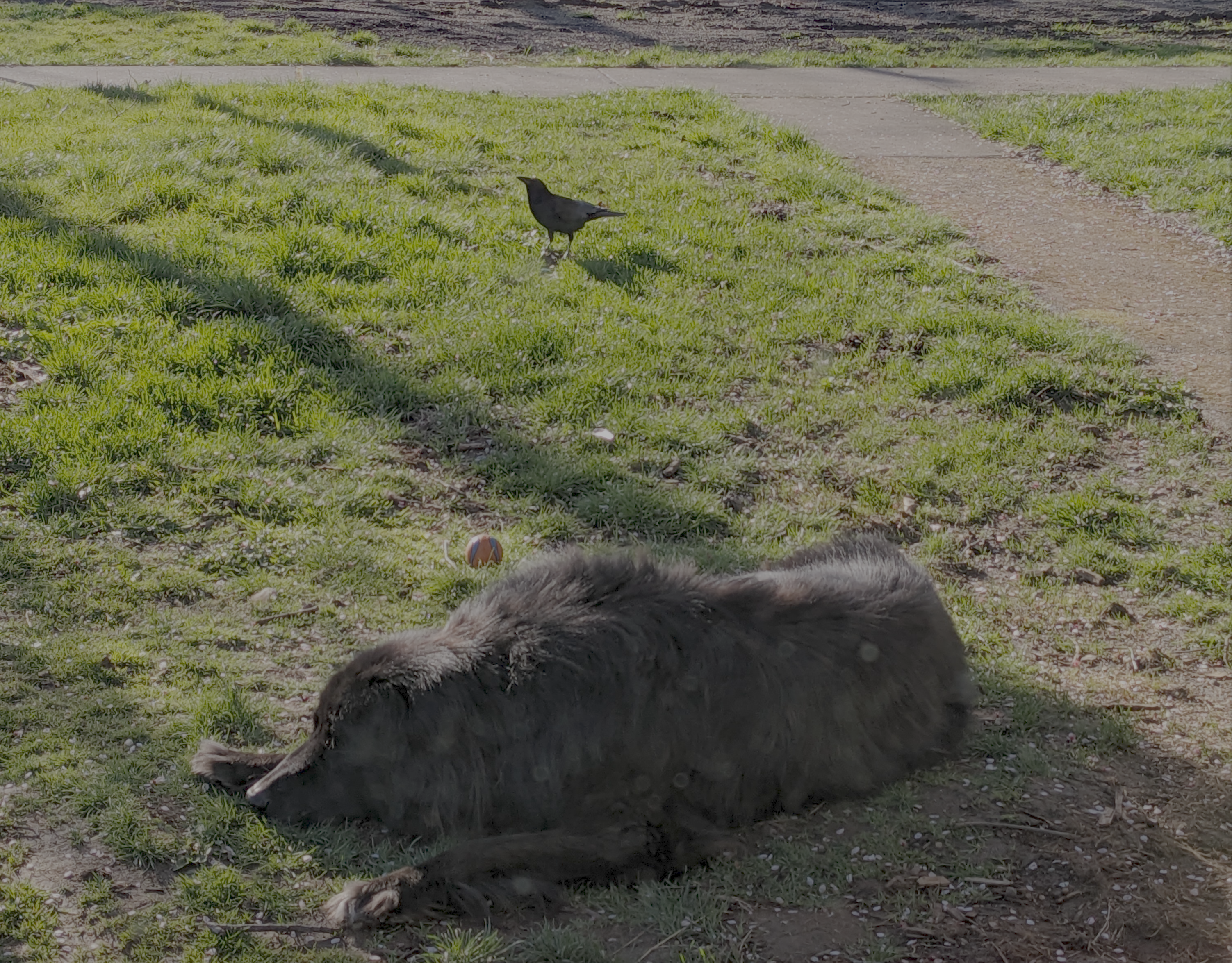 Huxley the dog and Elwood the crow